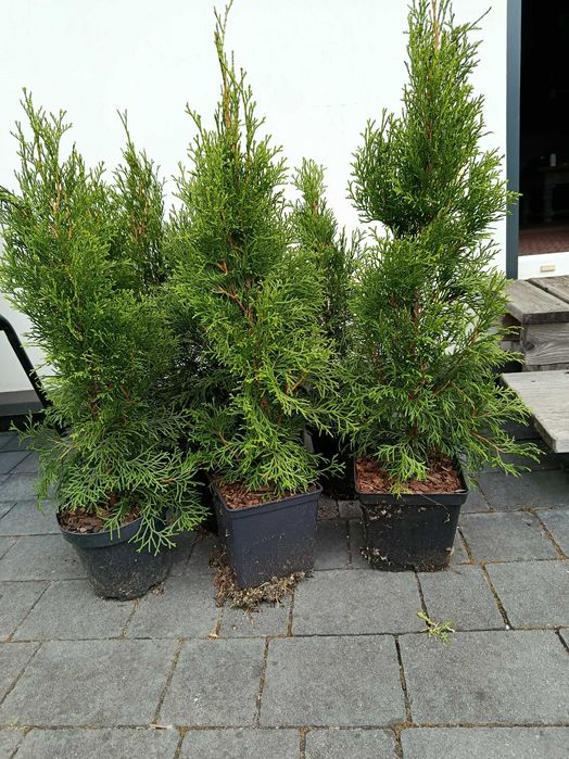 Tuja Szmaragd ok.60 cm Promocja