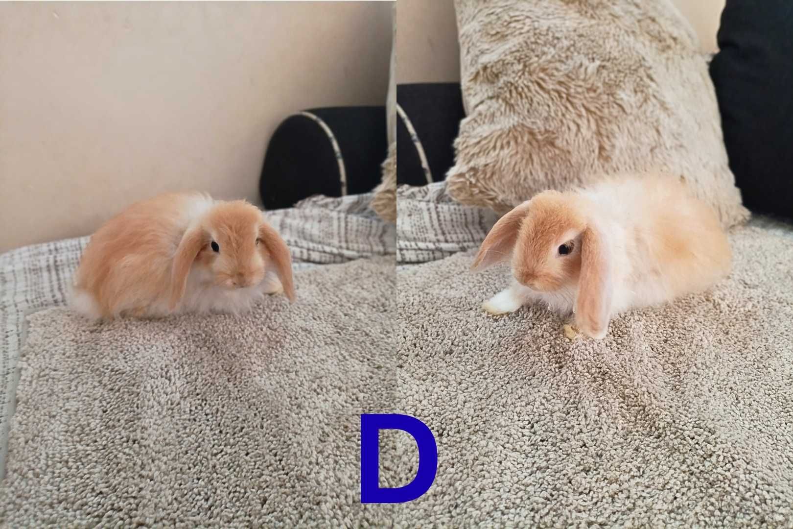 Coelhinhos bébés cruzados de LOP e LOP Cabeça de Leão