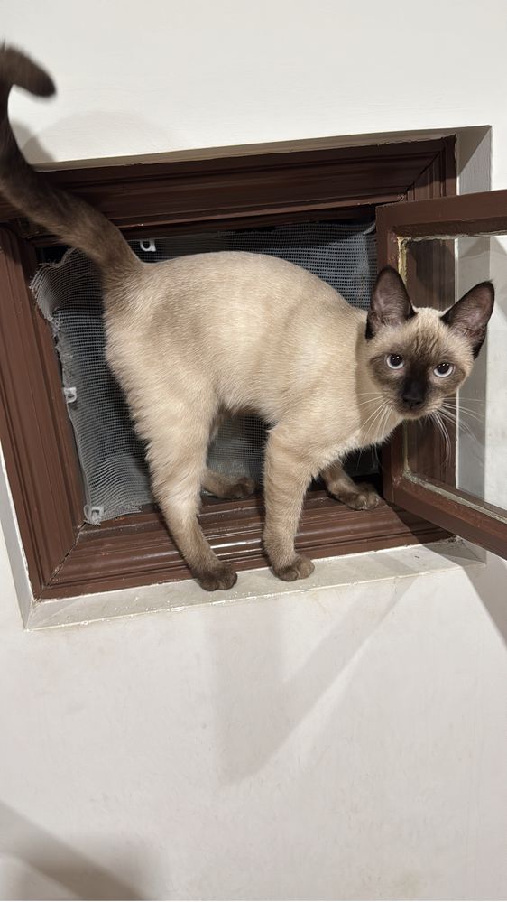 dou gatos