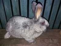 продам породистих кроликов полтавское серебро