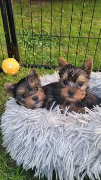 Yorkshire terrier