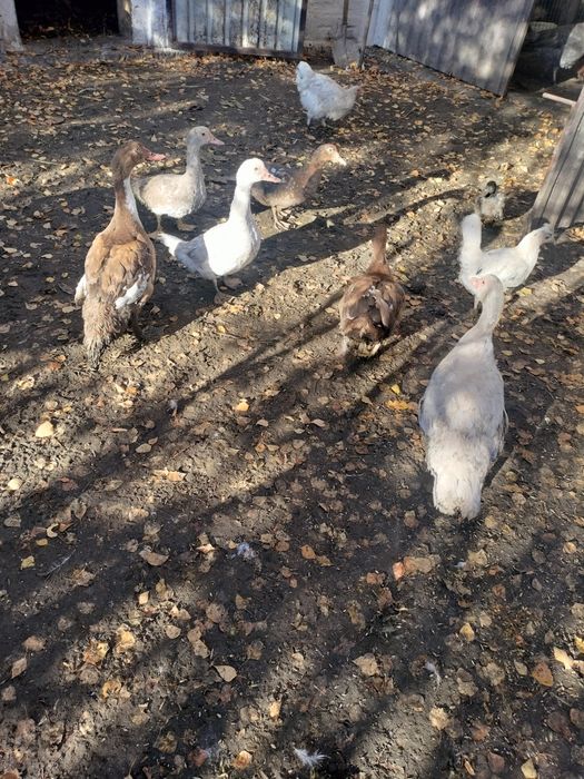 Kaczki kaczory piżmowe francuskie młode