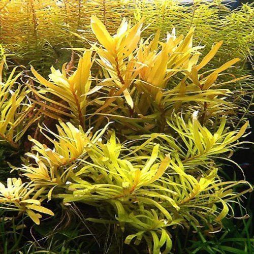 Ammania Pedicellata "Gold" - BSP_PLANTS