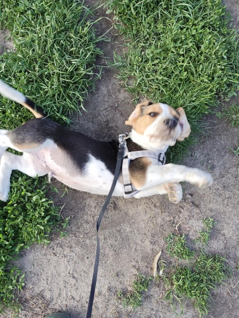 Beagle tricolor piesek do odbioru
