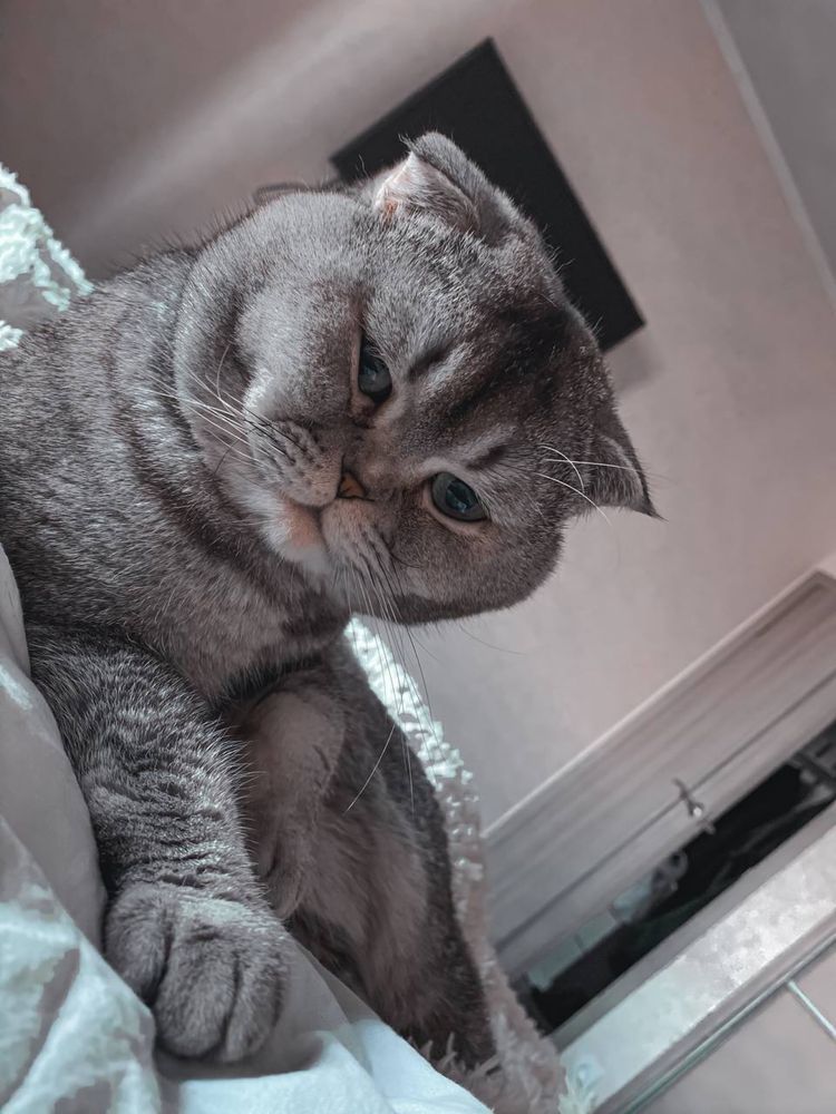 Шотландец вислоухий шотландский кот вязка