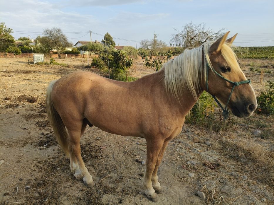 Conjunto cavalo charrete e arreios