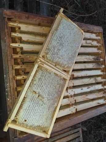 Сотовий мед сотовый мёд з пасіки мед в сотах стільниках