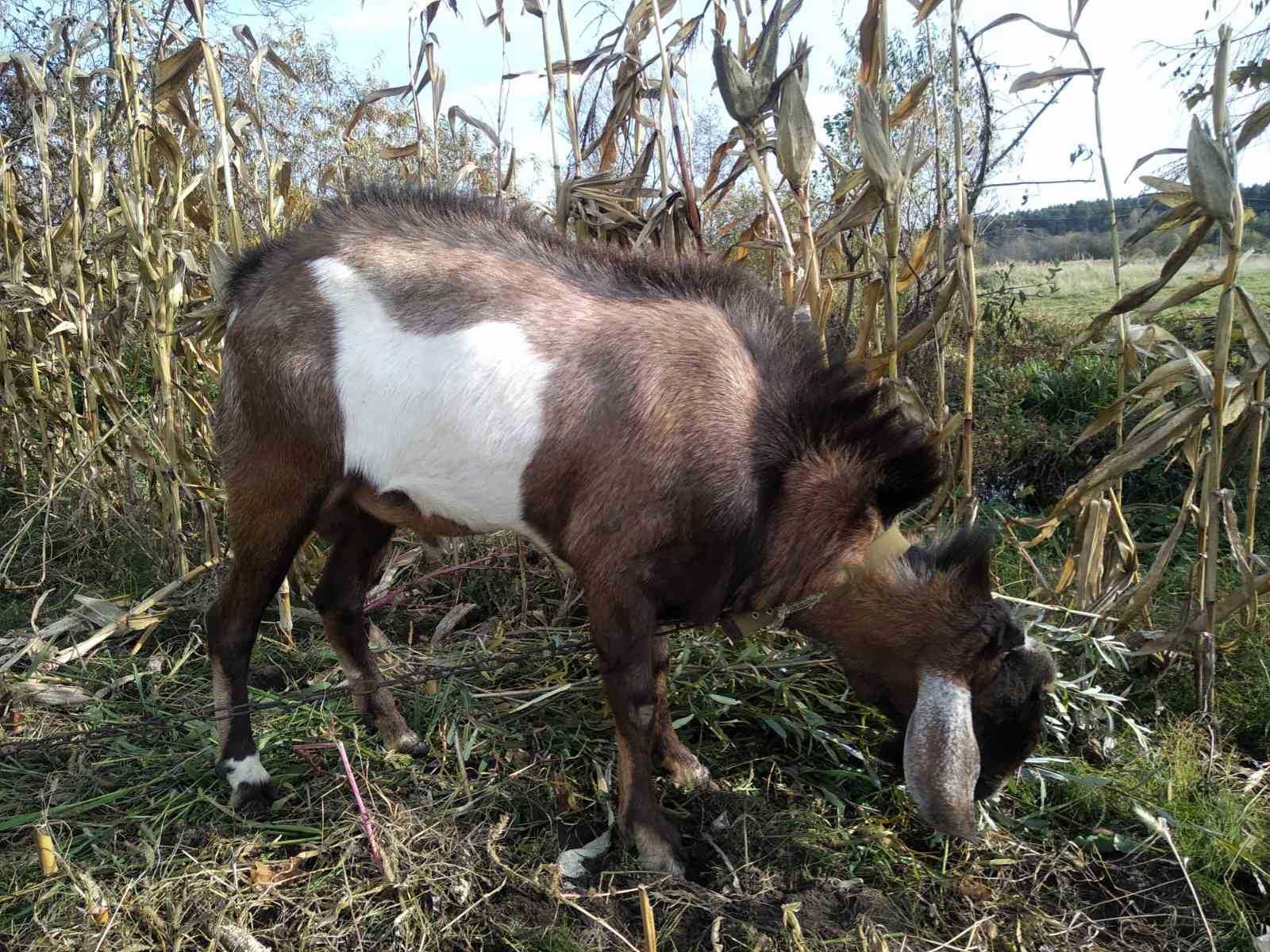 Англо-нубійський 100% цап, козел для парування, в'язка