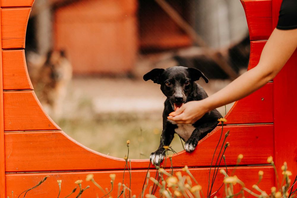 Bajtek - psiak gotowy na nowe przygody u Twojego boku :)