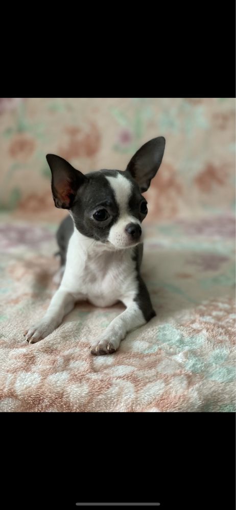 Suczka Chihuahua krótkowłosa niebieska ze znaczeniami Zapraszam