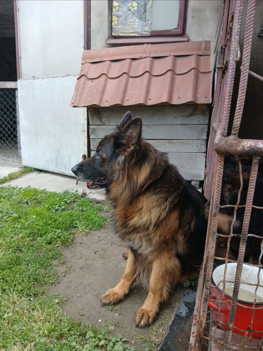 Oddam suczkę owczarek niemiecki