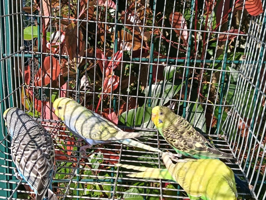 Piriquitos australiano