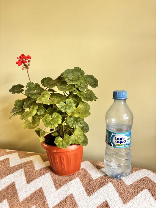 Пеларгонія мініатюрна Milbern Galaxy