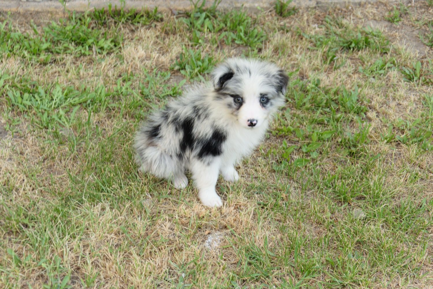 Border collie piesek gotowy do odbioru
