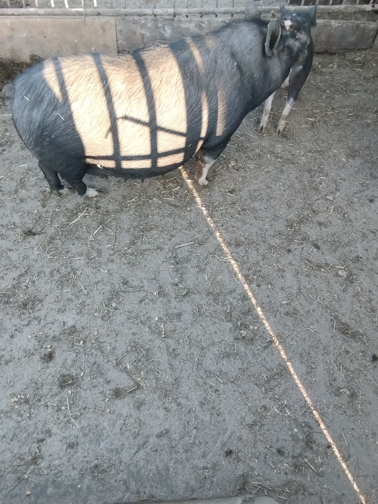 Поросна в'єтнамська свинка