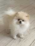 Suczka pomeranian szczeniaczek