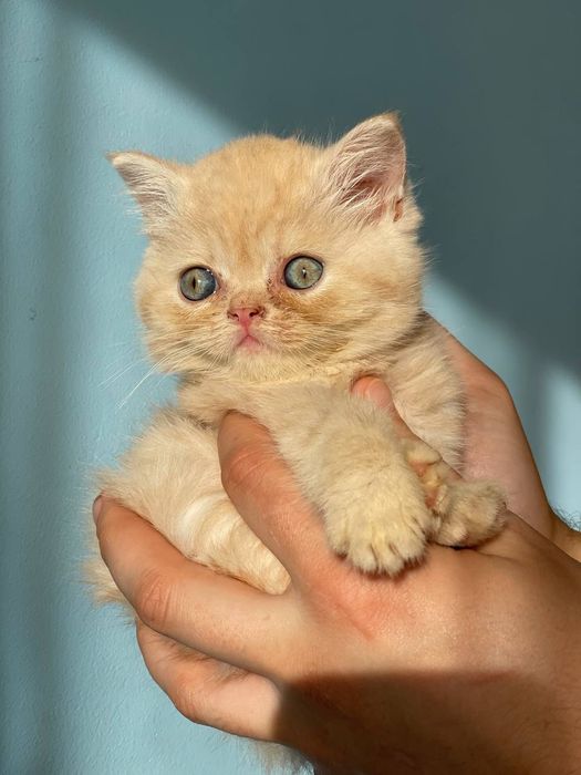 Шотландські кошенята. Скотіш-страйт.