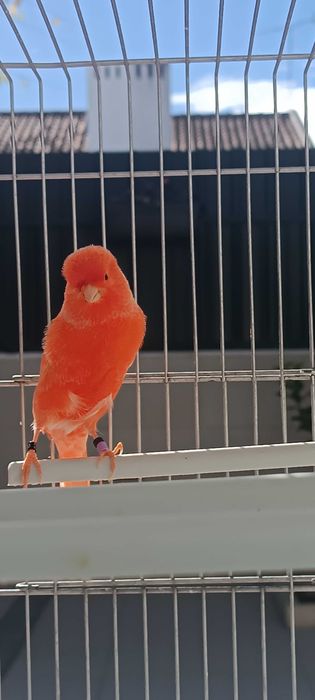 Canário vermelho nevado 2025