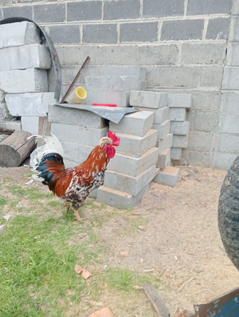 Kogut czubatka w typie staropolskim