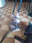 Gatinhas muito meigas para adopção