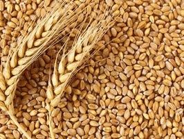 Продам     пшеницю