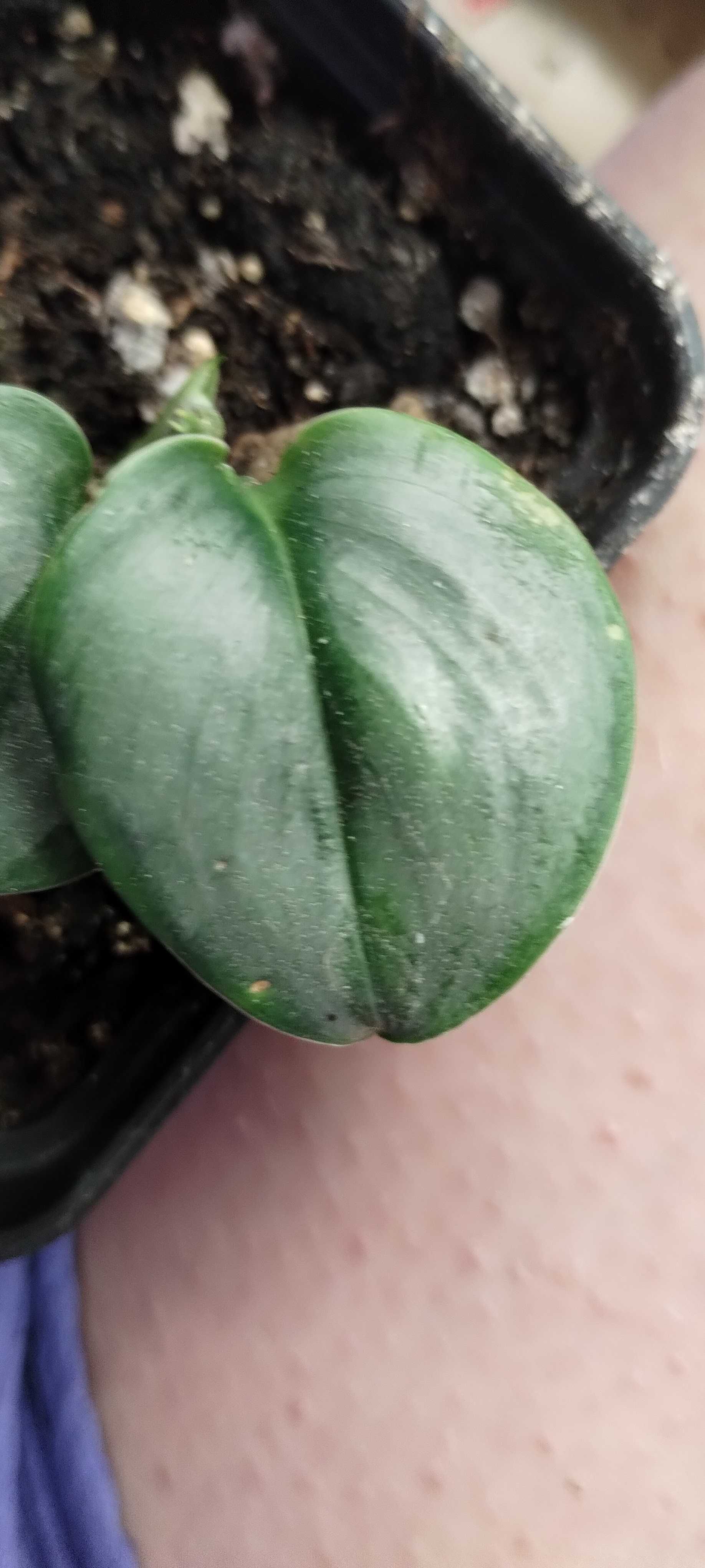 scindapsus moonlight-roslina rosnąca