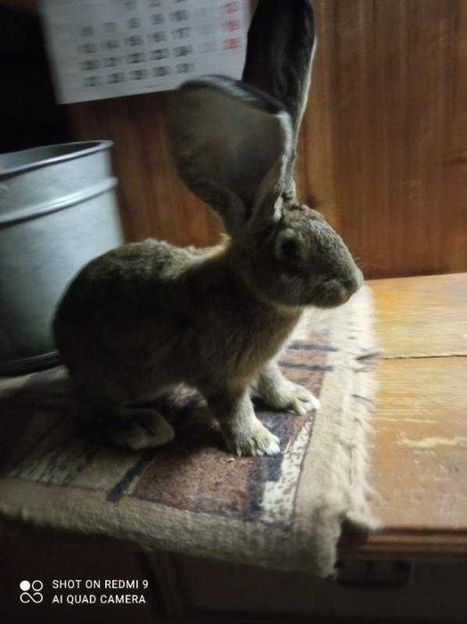 Królik Belgijski Olbrzym Szary BOS