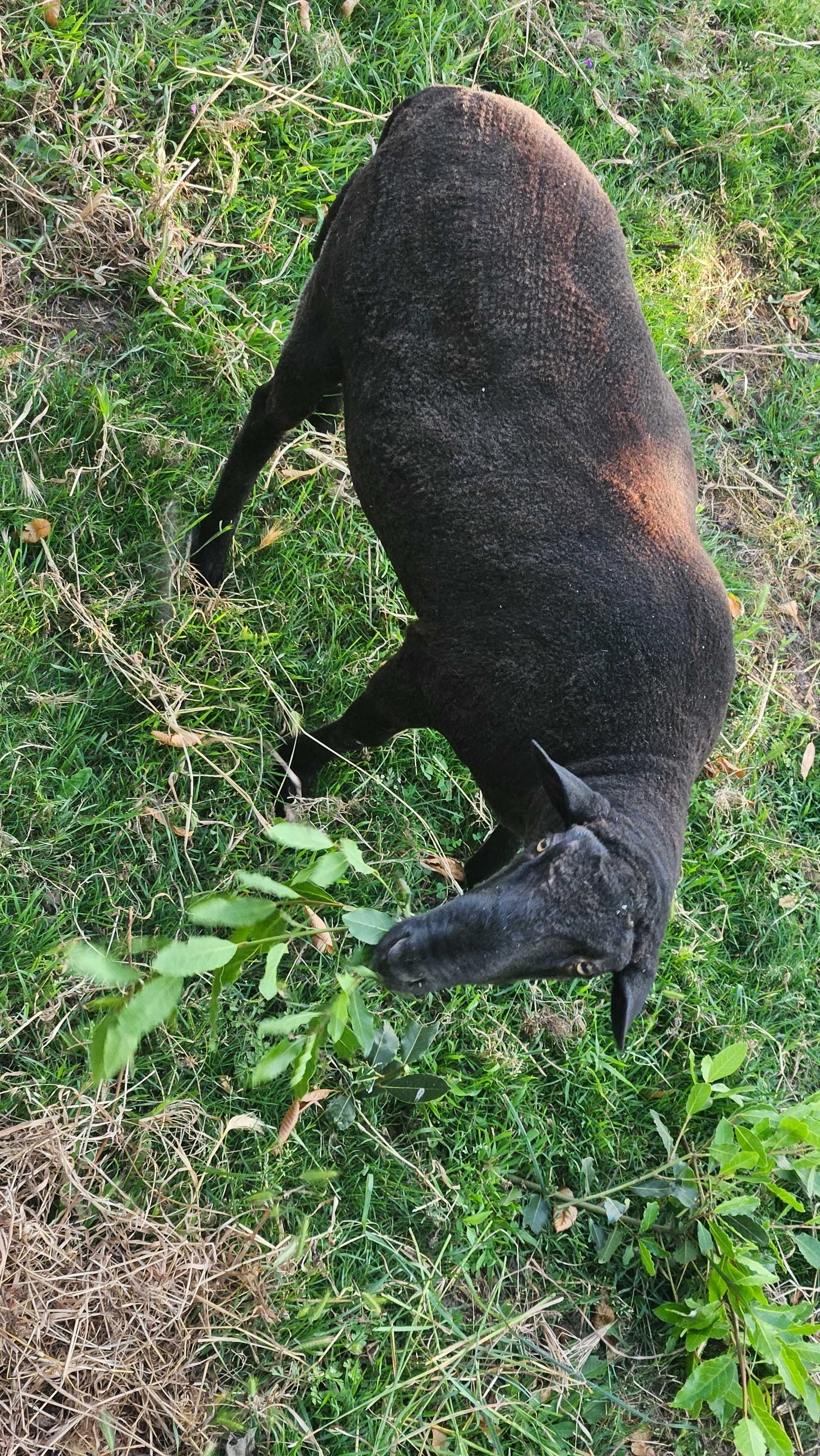 Vendo Carneiro Adulto