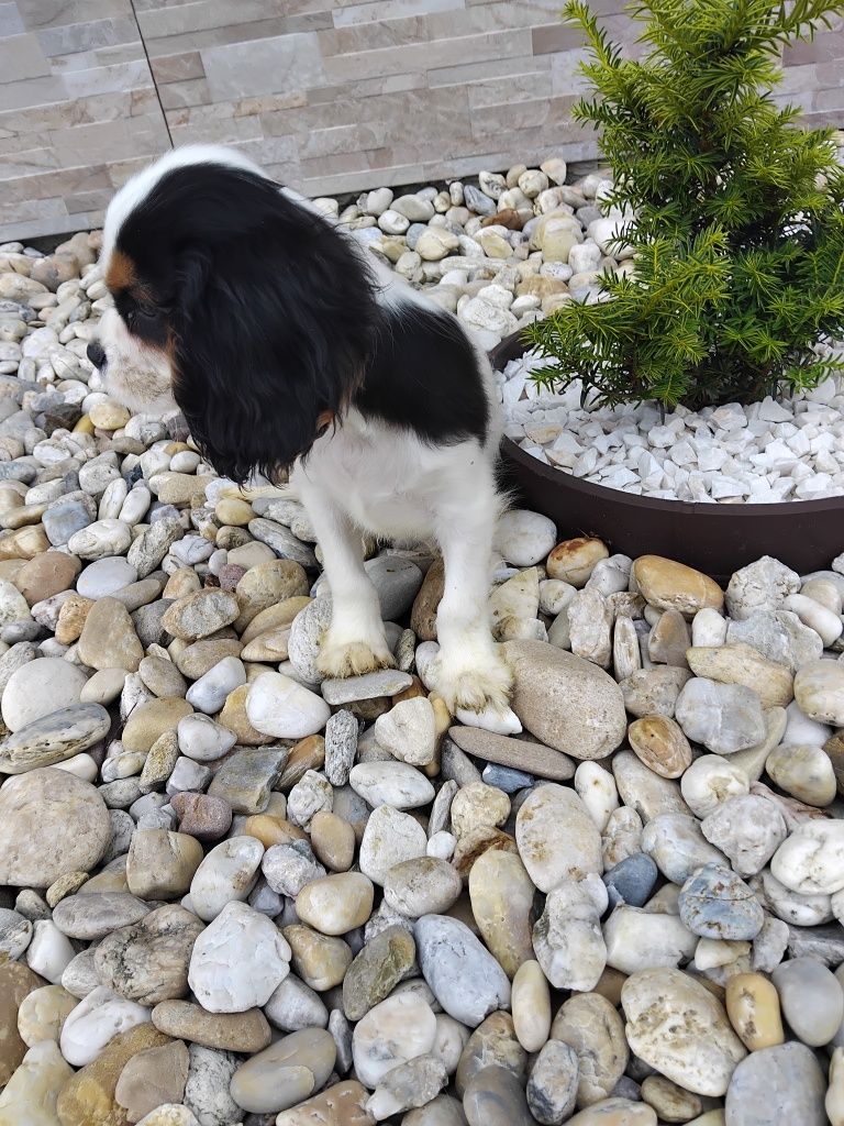 Piesek Cavalier King Charles Spaniel