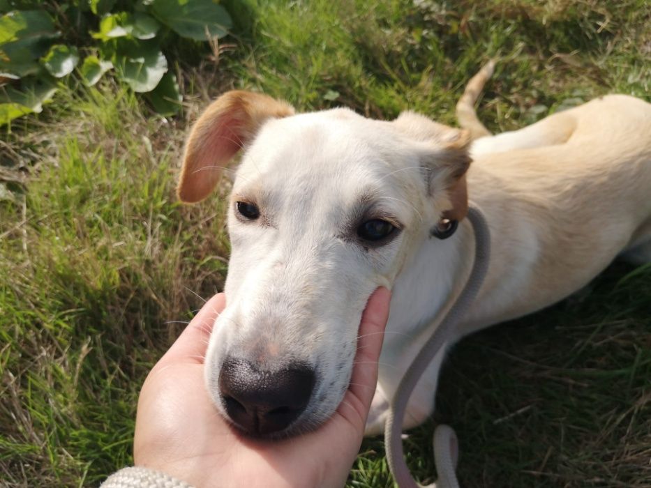 Cachorro 8 Meses Porte Médio Para Adoção (Viny)