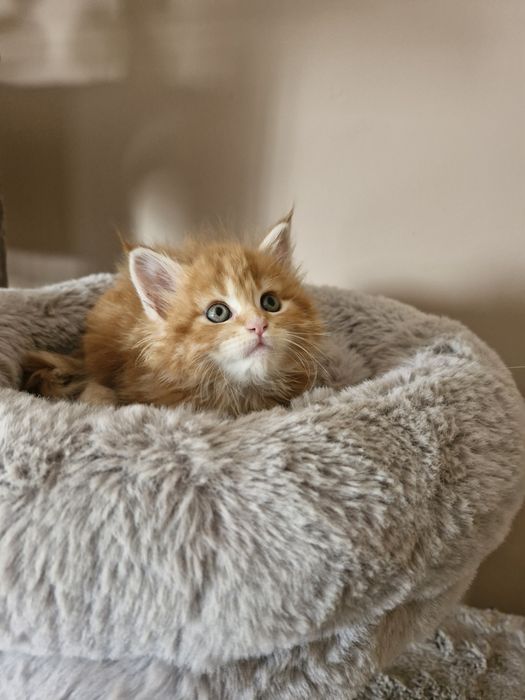 Maine Coon - RED TABBI (com LOP)