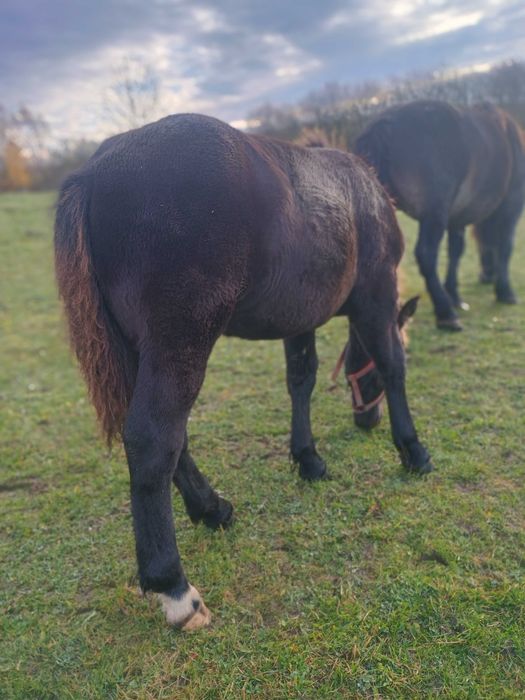 Sprzedam konie zimnokrwiste  .