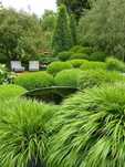 Hakonechloa Marca -sadzonki w donicach 2,5-3 litrowych