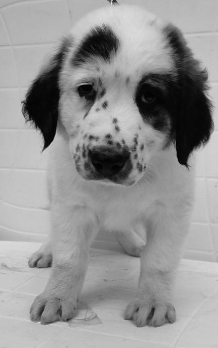 Szczeniaki owczarek środkowoazjatycki