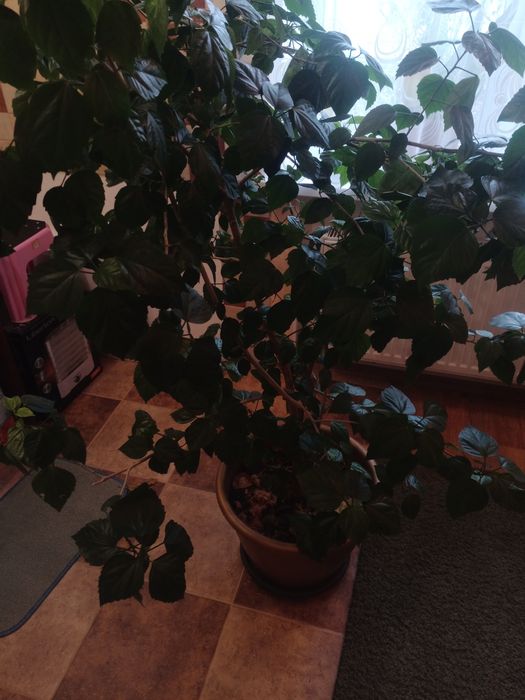 Гібіскус ,  кімнатна троянда , роза.