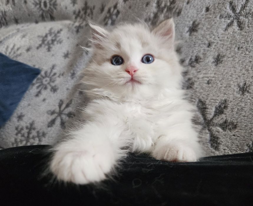 Kocurek neva syberyjski Rodowód