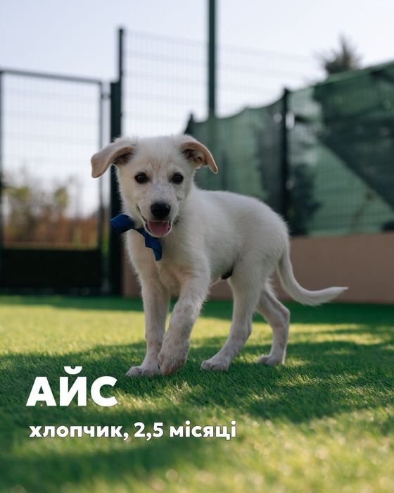 Отдам щенка бесплатно в добрые руки