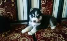 Rodowodowy piesek  Siberian Husky