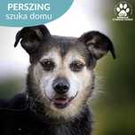 Perszing szuka domu
