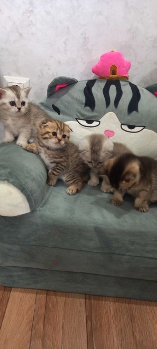 Котики ,веселі ,шотланська шиншила