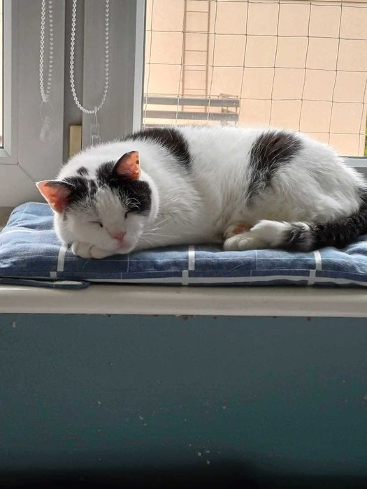 Kot Koziołek do adopcji