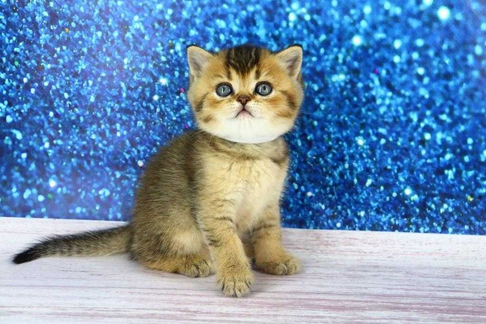 Хлопчик прямовушка. Є така саме дівчинка