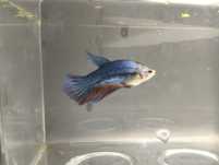 Bettas fêmeas variadas cores