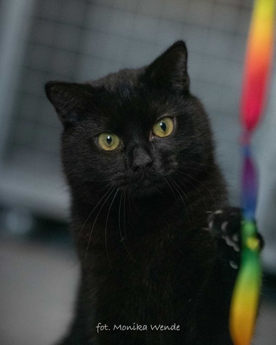 Kochany PORSCHE szuka domu