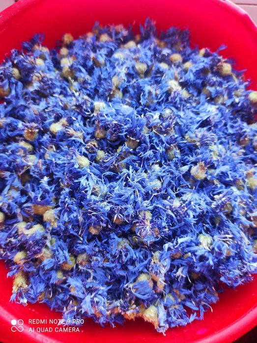 Квiтки волошки польова. В наявності 3,5кг.