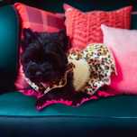 Czarny York Zosia z Bajki Black Yorkshire Terrier. Cudenko.
