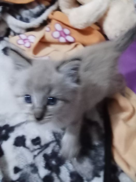 Gato Ragdoll com 2 meses