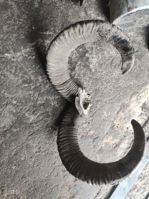 Роги муфлона ( барана).