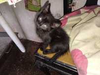 Dou gatinhos bebes
