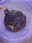 Solanum uleanum + inne rośliny paludarium
